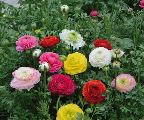 Foto de variedad de flores para ser usadas como: Maceta y planta de temporada Ranunculus hybrida Sprinkles Mix
