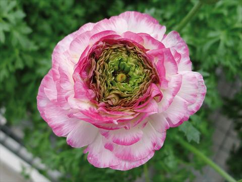 Foto de variedad de flores para ser usadas como: Maceta y planta de temporada Ranunculus hybrida Sprinkles Pink Bicolor