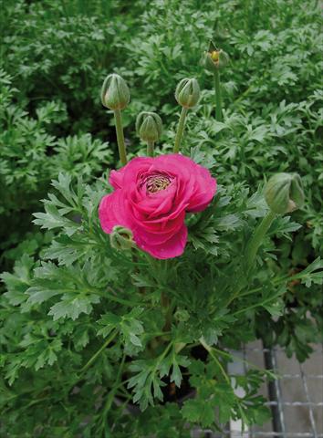 Foto de variedad de flores para ser usadas como: Maceta y planta de temporada Ranunculus hybrida Sprinkles Rosa
