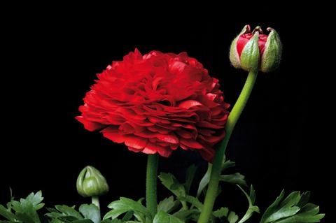 Foto de variedad de flores para ser usadas como: Maceta y planta de temporada Ranunculus hybrida Ranunculus Sprinkles Rosso