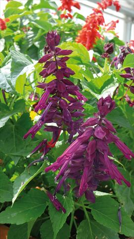 Foto de variedad de flores para ser usadas como: Maceta y planta de temporada Salvia splendens Gogo Purple