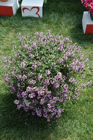 Foto de variedad de flores para ser usadas como: Maceta y planta de temporada Stachys byzantina Lilac Falls