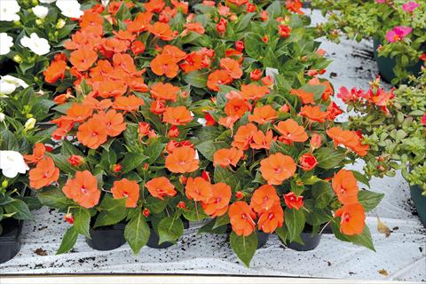 Foto de variedad de flores para ser usadas como: Maceta y planta de temporada Impatiens hybrida Sunpatiens Compact Electric Orange