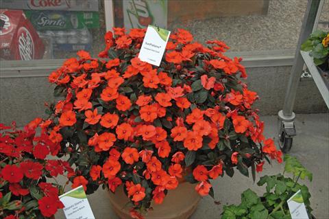 Foto de variedad de flores para ser usadas como: Maceta y planta de temporada Impatiens hybrida Sunpatiens Compact Hot Coral