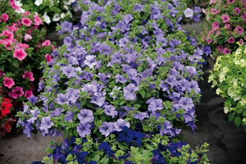 Foto de variedad de flores para ser usadas como: Maceta y planta de temporada Impatiens hybrida Surfinia Heavently Blue