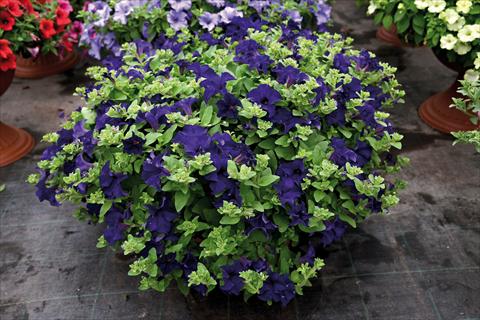 Foto de variedad de flores para ser usadas como: Maceta y planta de temporada Impatiens hybrida Surfinia Velevet Blu