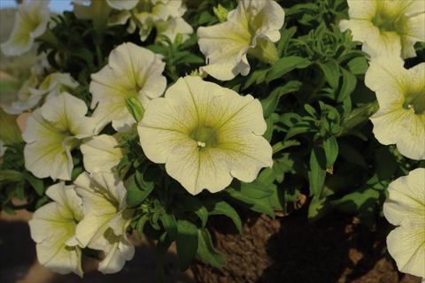 Foto de variedad de flores para ser usadas como: Maceta y planta de temporada Impatiens hybrida Surfinia Yellow