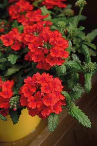 Foto de variedad de flores para ser usadas como: Maceta y planta de temporada Verbena hybrida Vanessa Cascading Red