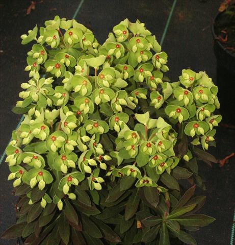 Foto de variedad de flores para ser usadas como: Planta de temporada / borde del macizo Euphorbia x martinii Kolibri