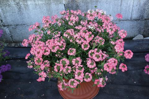 Foto de variedad de flores para ser usadas como: Maceta y planta de temporada Verbena hybrida Vepita Rose Star