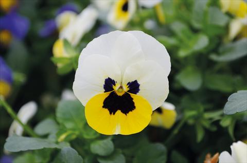 Foto de variedad de flores para ser usadas como: Maceta o cesta de trasplante Viola cornuta Lady Lemon Ice blotch