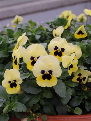Foto de variedad de flores para ser usadas como: Maceta o cesta de trasplante Viola cornuta Lady Limone Con Occhio
