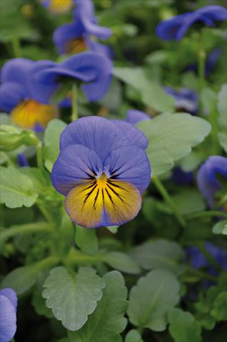 Foto de variedad de flores para ser usadas como: Maceta o cesta de trasplante Viola cornuta Lady Morpho