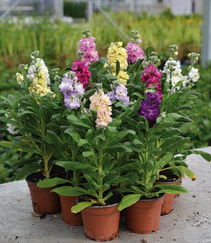 Foto de variedad de flores para ser usadas como: Maceta y planta de temporada Matthiola incana Violacciocca Baby Mix