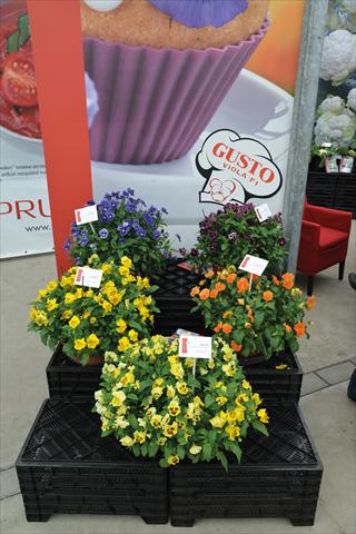 Foto de variedad de flores para ser usadas como: Maceta o cesta de trasplante Viola cornuta Viola Gusto F1 Mix
