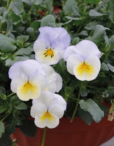 Foto de variedad de flores para ser usadas como: Maceta o cesta de trasplante Viola wittrockiana Cool Wave Bluberry Swirl