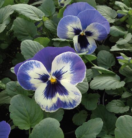 Foto de variedad de flores para ser usadas como: Maceta o cesta de trasplante Viola wittrockiana EarlyFlorian Blu Deft