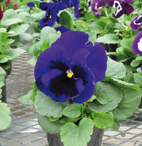 Foto de variedad de flores para ser usadas como: Maceta o cesta de trasplante Viola wittrockiana EarlyFlorian Blu scuro con occhio