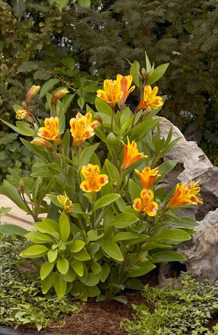 Foto de variedad de flores para ser usadas como: Planta de temporada / borde del macizo Alstroemeria Inca® Exotica