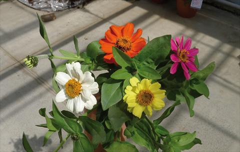 Foto de variedad de flores para ser usadas como: Maceta y planta de temporada Zinnia interspecifica Zahara XL