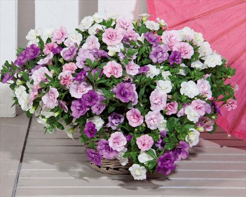 Foto de variedad de flores para ser usadas como: Tarrina de colgar / Maceta 3 Combo Trixi MiniFamous® Double Petticoat