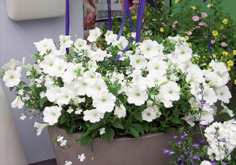 Foto de variedad de flores para ser usadas como: Tarrina de colgar / Maceta 3 Combo Trixi White Pearl