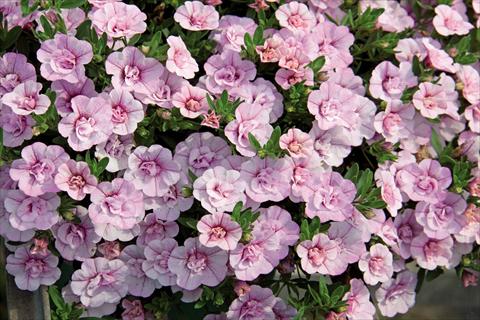 Foto de variedad de flores para ser usadas como: Tarrina de colgar / Maceta Calibrachoa hybrida MiniFamous® Compact Double Pink