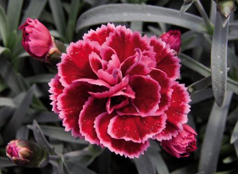 Foto de variedad de flores para ser usadas como: Maceta Dianthus caryophyllus Diantica® Burgundy