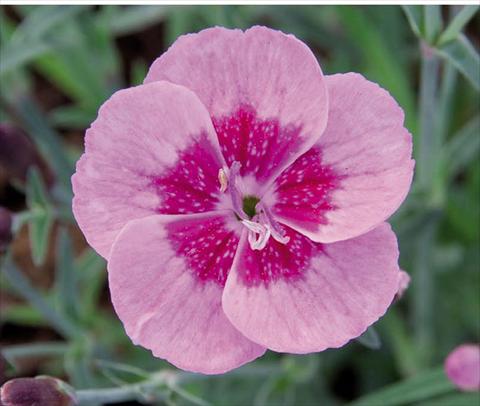 Foto de variedad de flores para ser usadas como: Maceta Dianthus caryophyllus Diantica® Pink Eye