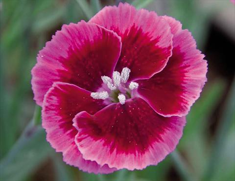 Foto de variedad de flores para ser usadas como: Maceta Dianthus caryophyllus Diantica® Rasberry Cream
