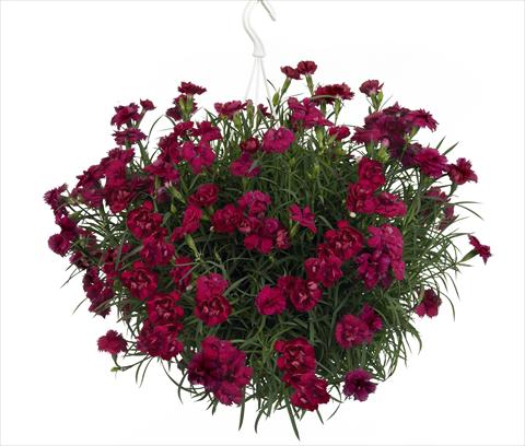Foto de variedad de flores para ser usadas como: Tarrina de colgar / Maceta Dianthus Fontaine Dark Red