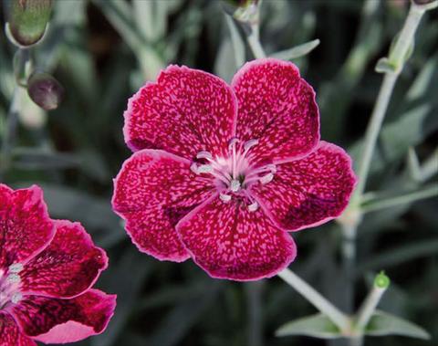 Foto de variedad de flores para ser usadas como: Maceta Dianthus caryophyllus Diantica® Wild Berry