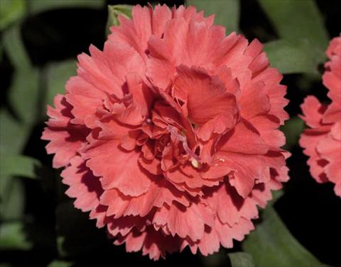 Foto de variedad de flores para ser usadas como: Maceta Dianthus caryophyllus Super Trouper® Diogenes