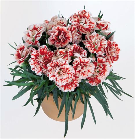 Foto de variedad de flores para ser usadas como: Maceta Dianthus caryophyllus Super Trouper® Sammy