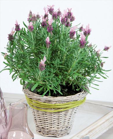 Foto de variedad de flores para ser usadas como: Maceta y planta de temporada Lavandula stoechas LaVela DarkPink