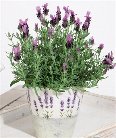 Foto de variedad de flores para ser usadas como: Maceta y planta de temporada Lavandula stoechas LaVela Dark Violet