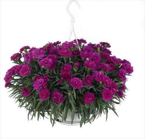 Foto de variedad de flores para ser usadas como: Tarrina de colgar / Maceta Dianthus caryophyllus Fontaine Purple