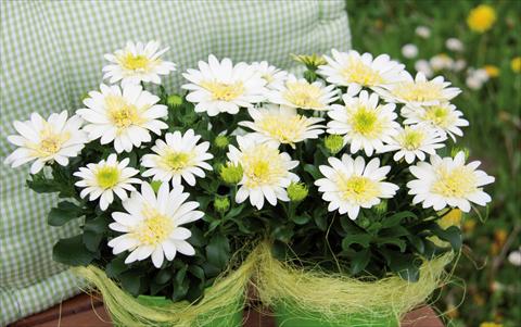 Foto de variedad de flores para ser usadas como: Maceta Osteospermum FlowerPower® 3D LemonIce