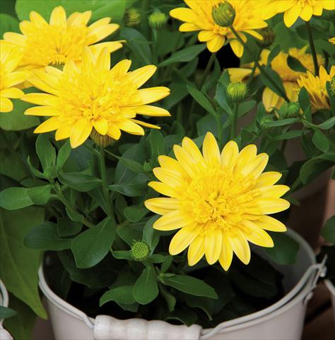 Foto de variedad de flores para ser usadas como: Maceta Osteospermum FlowerPower® 3D Yellow