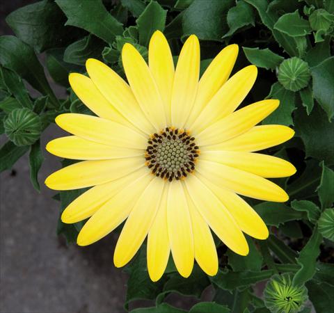 Foto de variedad de flores para ser usadas como: Maceta Osteospermum FlowerPower® Lemon Yellow