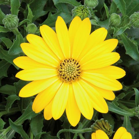 Foto de variedad de flores para ser usadas como: Maceta Osteospermum FlowerPower® Pure Yellow