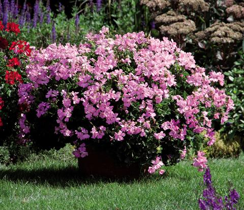 Foto de variedad de flores para ser usadas como: Maceta Pelargonium interspec. Marcada Pink
