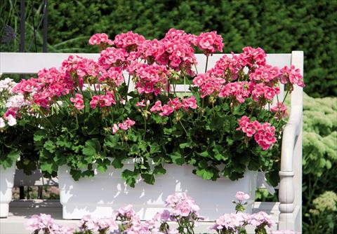 Foto de variedad de flores para ser usadas como: Maceta Pelargonium interspec. Perillo® Pink Bicolour