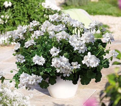 Foto de variedad de flores para ser usadas como: Maceta Pelargonium interspec. Perillo® White Einleitung
