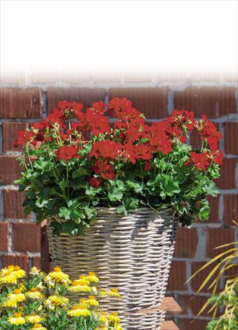 Foto de variedad de flores para ser usadas como: Maceta Pelargonium interspec. Marcada Dark Red