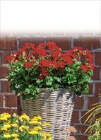 Las variedades más importantes de flores de balcón, jardín y cortadas:  Pelargonium interspec. Marcada Dark Red