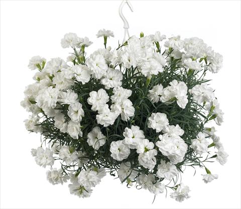Foto de variedad de flores para ser usadas como: Tarrina de colgar / Maceta Dianthus caryophyllus Fontaine White