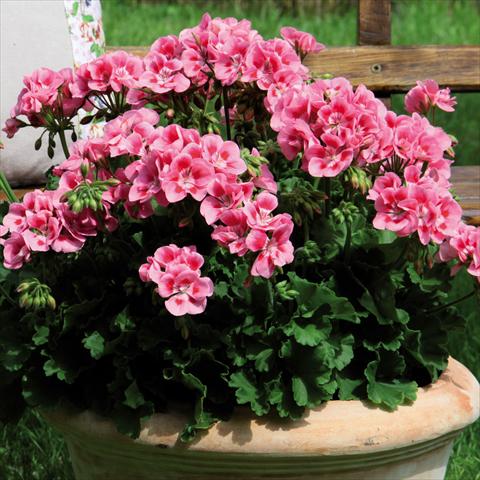 Foto de variedad de flores para ser usadas como: Maceta Pelargonium zonale Sunrise® Graziella