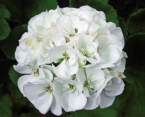 Foto de variedad de flores para ser usadas como: Maceta Pelargonium zonale Sunrise® XL Cassandra