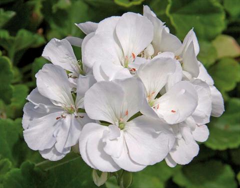 Foto de variedad de flores para ser usadas como: Maceta Pelargonium zonale Sunrise® XL White